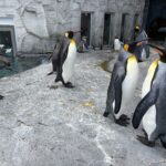 ペンギン集団