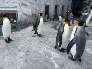 ペンギン集団